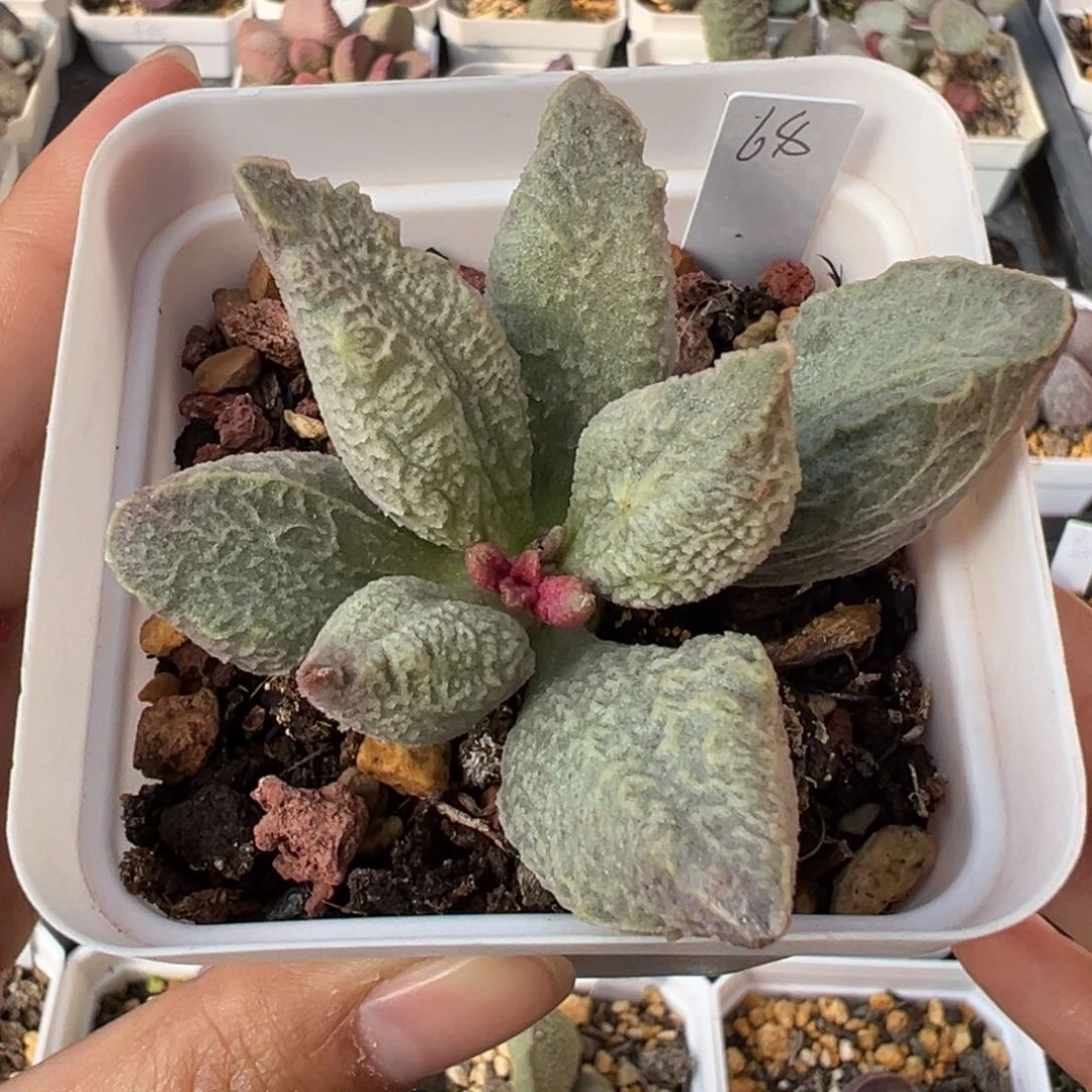 融冰除偏远地区满38包邮拍下不退不换不包掉叶