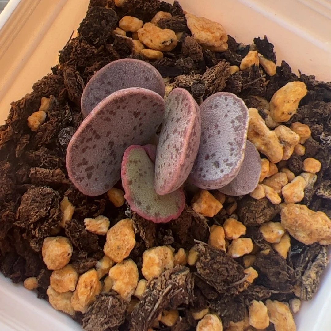 实生除偏远地区满38包邮拍下不退不换不包掉叶