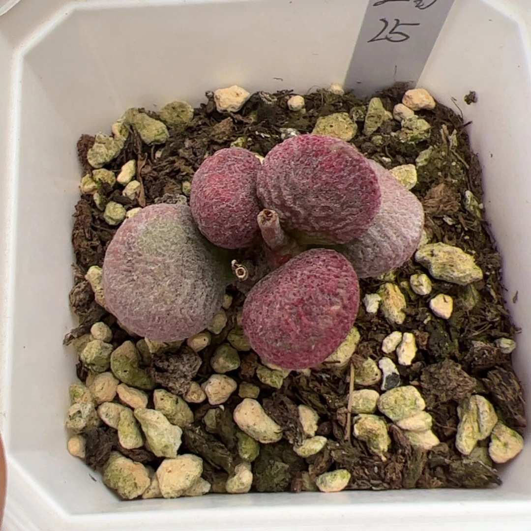 亚当除偏远地区满38包邮圆通，满300全国包邮顺丰