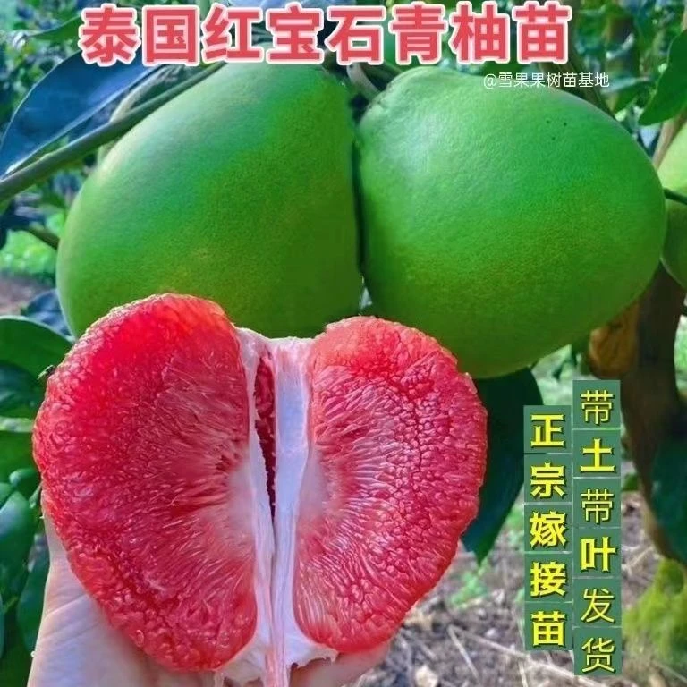 泰国红宝石青柚苗南北方庭院地栽盆栽嫁接红肉柚子树苗当年结大果