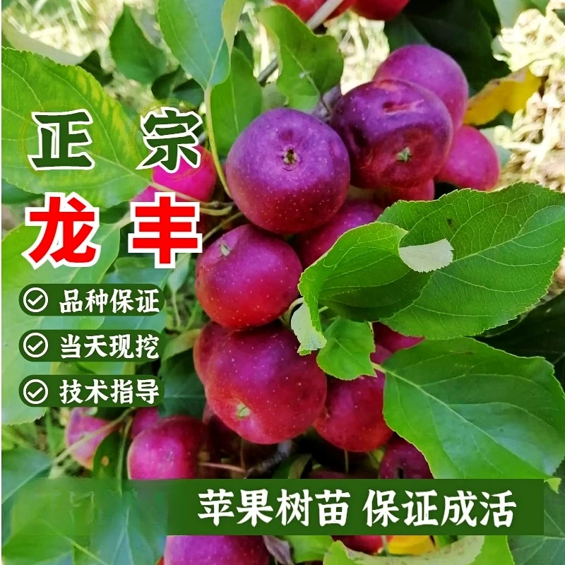 龙丰果树苗嫁接东北小苹果苗海棠果沙果苗北南方庭院种植当年结果