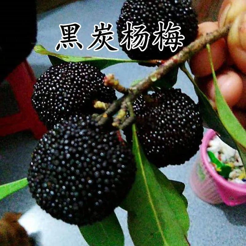 黑炭杨梅树苗嫁接黑高峰杨梅苗南方北方种植果树苗盆栽地栽包成活