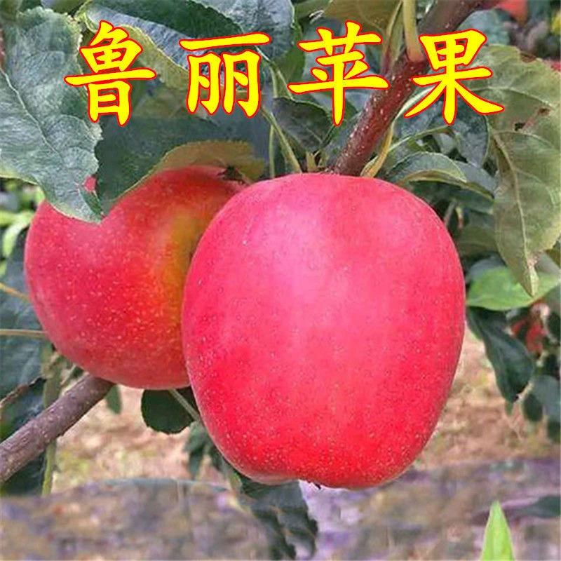 鲁丽苹果苗蛇果树苗烟富苹果嫁接苗红肉苹果树苗盆栽地栽当年结果