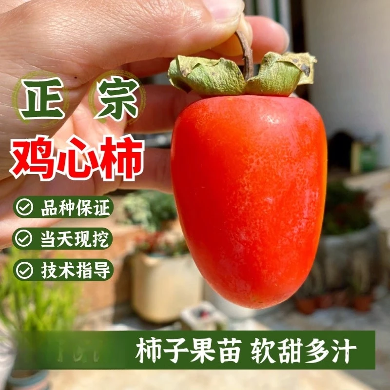 无核鸡心柿子树苗南北方嫁接小果火晶软甜柿子苗庭院地栽当年结果