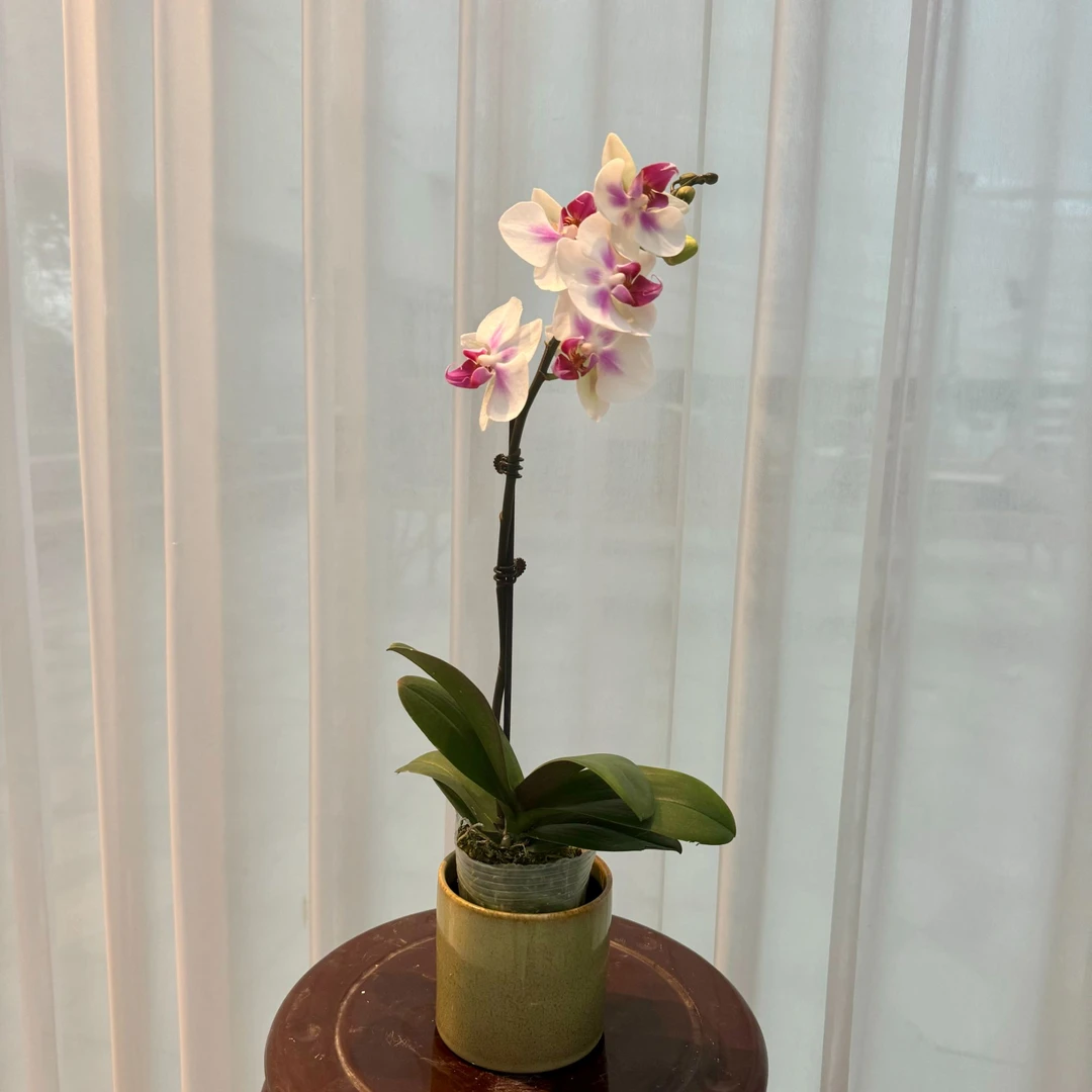 福利品【雪媚娘】3.0寸杯单花剑带花带花苞 黄色系蝴蝶兰