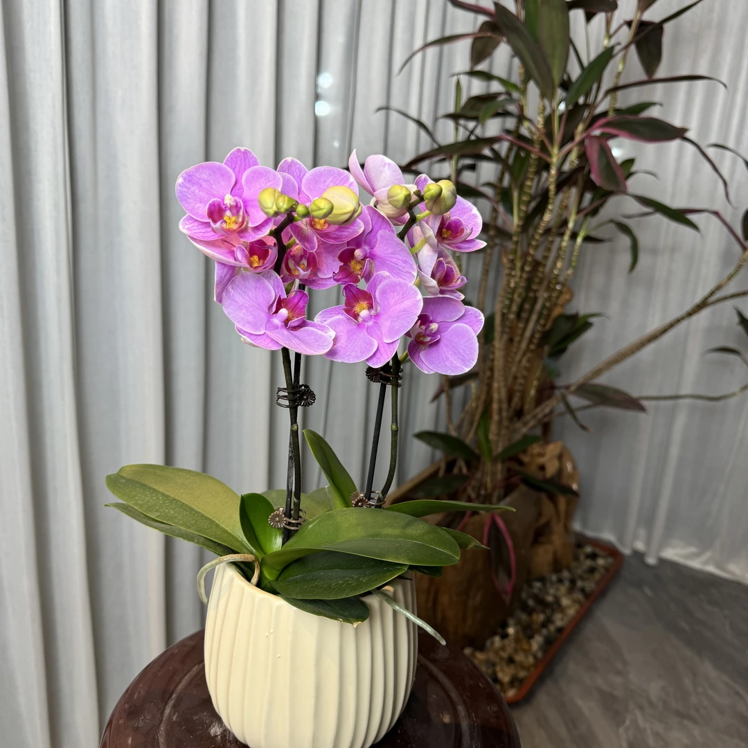 花大王【紫蝶室内盆栽】桌面粉色系盆栽