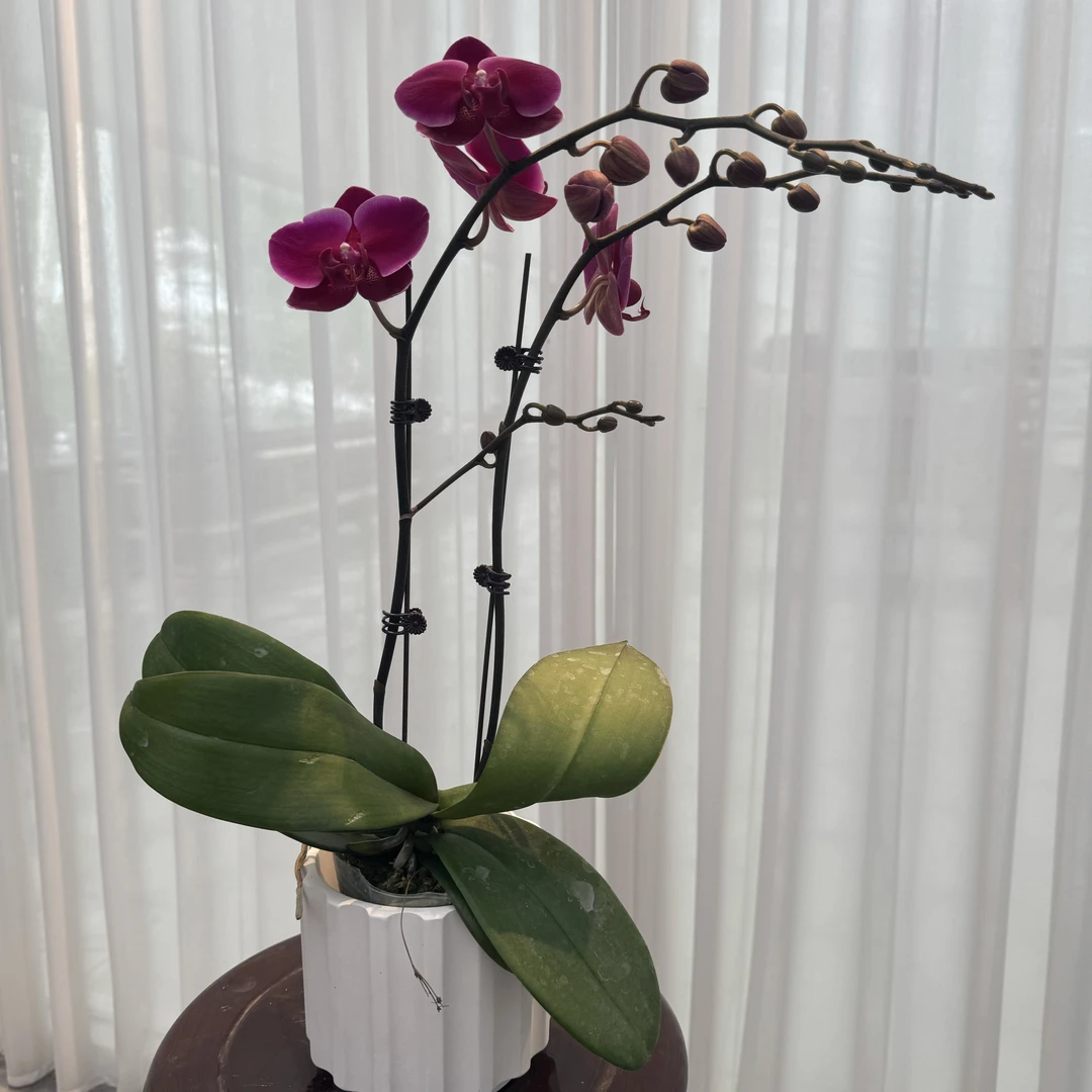 花大王【香山】带花带花苞发货  3.0寸双花剑红紫色系蝴蝶兰