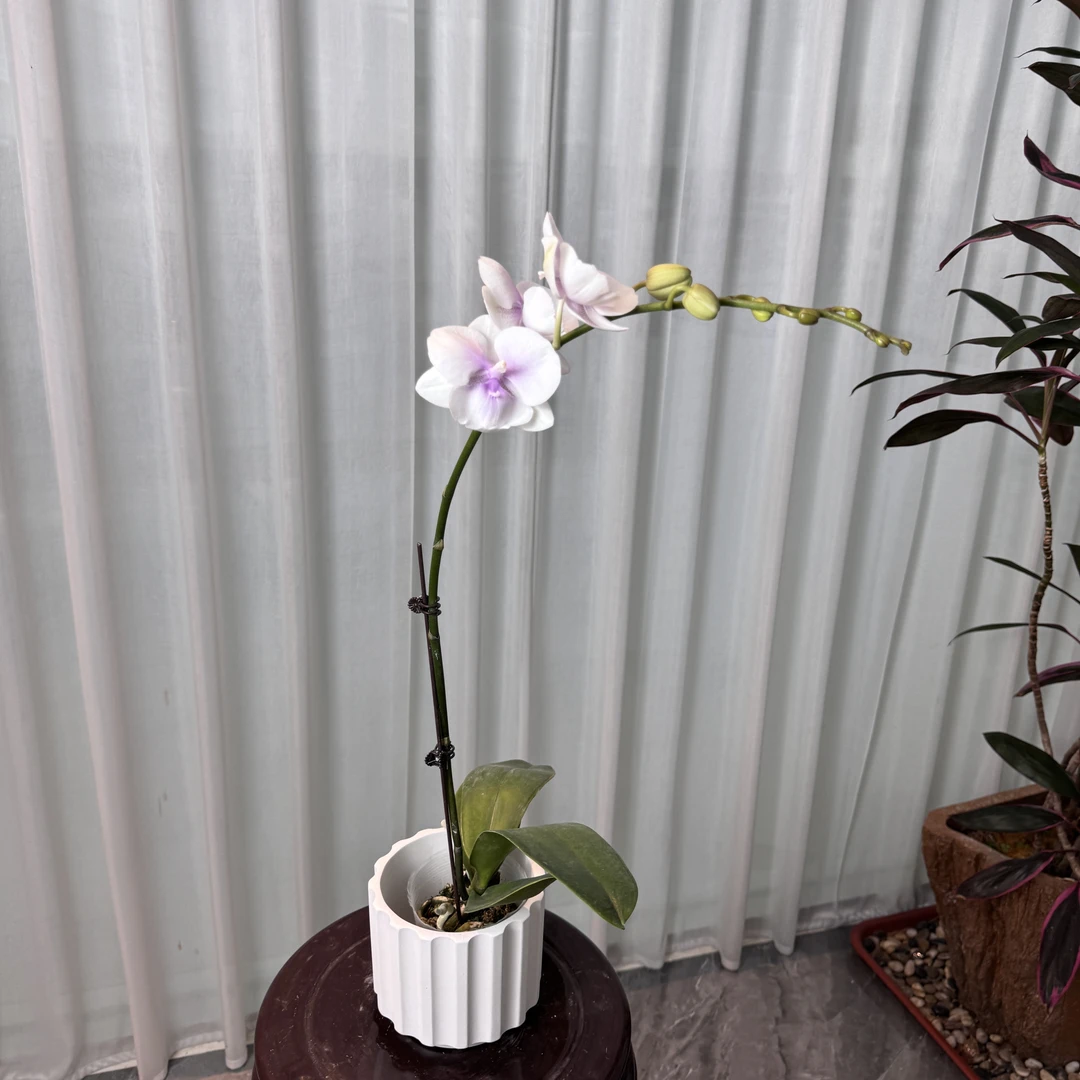福利品【德州姑娘】带花少量花苞发货 3.0寸单花剑蝴蝶兰