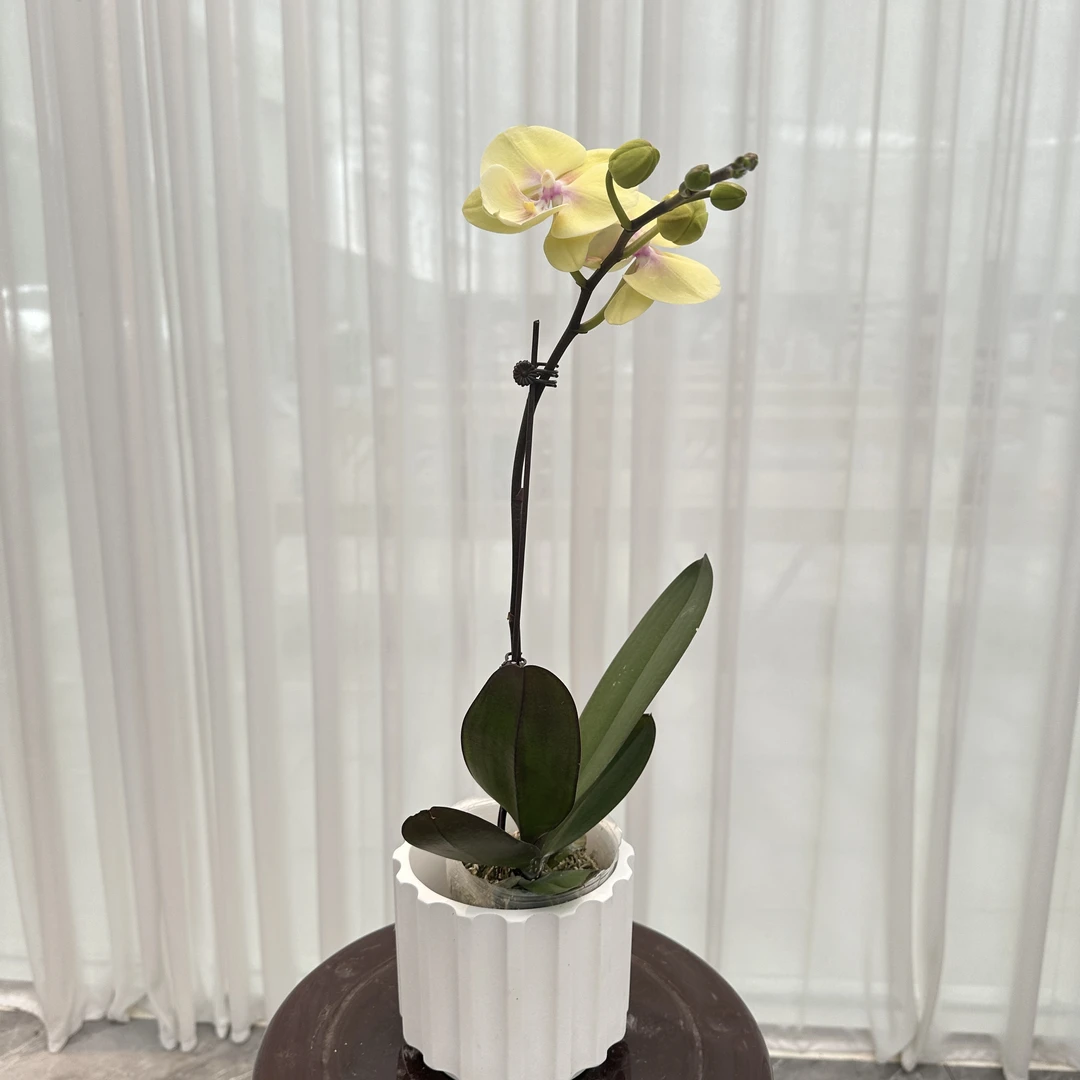 花大王【大吉大利】带花带花苞发货  3.0寸单花剑蝴蝶兰