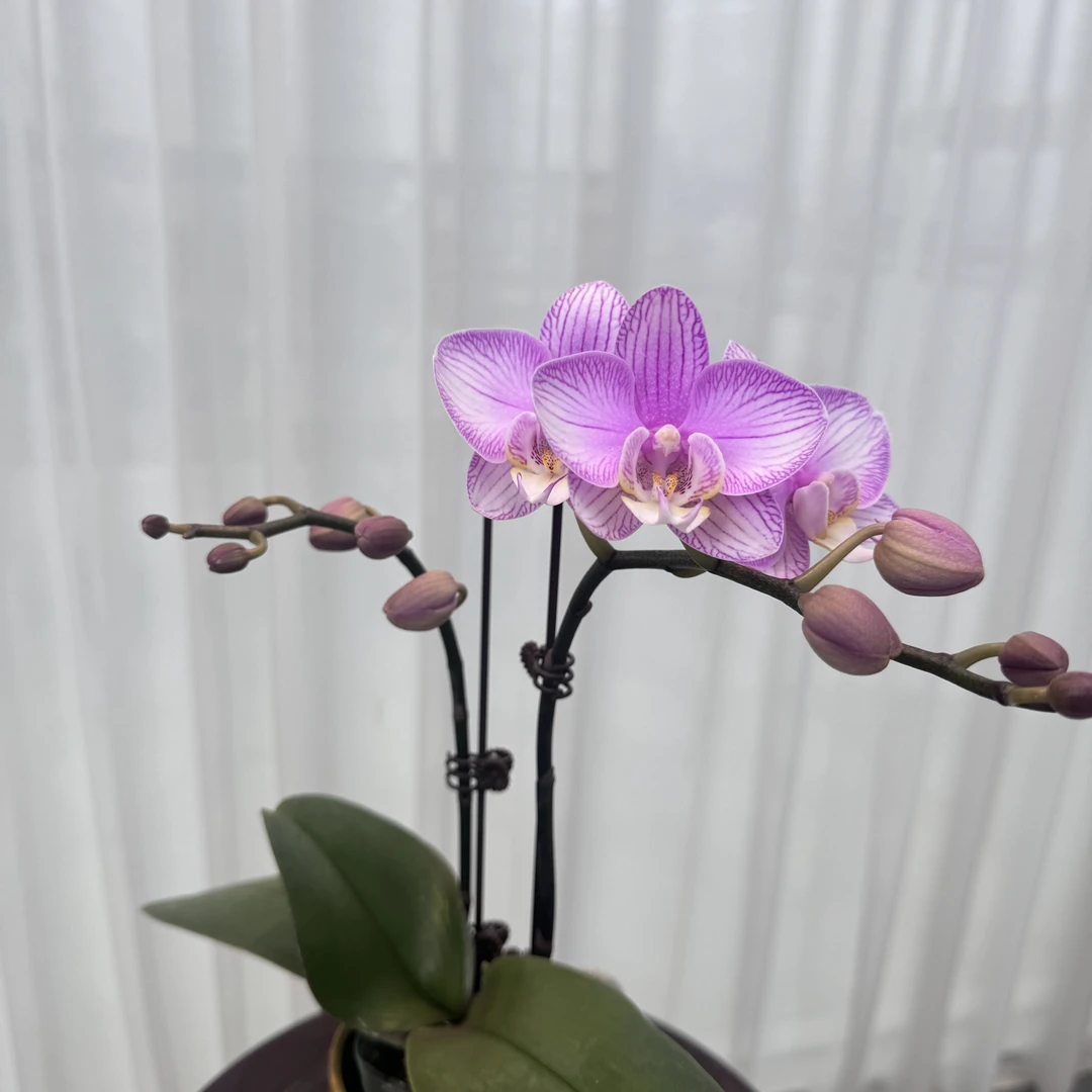 花大王福利品【情愫】有消苞 2.8寸杯双剑 粉色系蝴蝶兰 基地直发