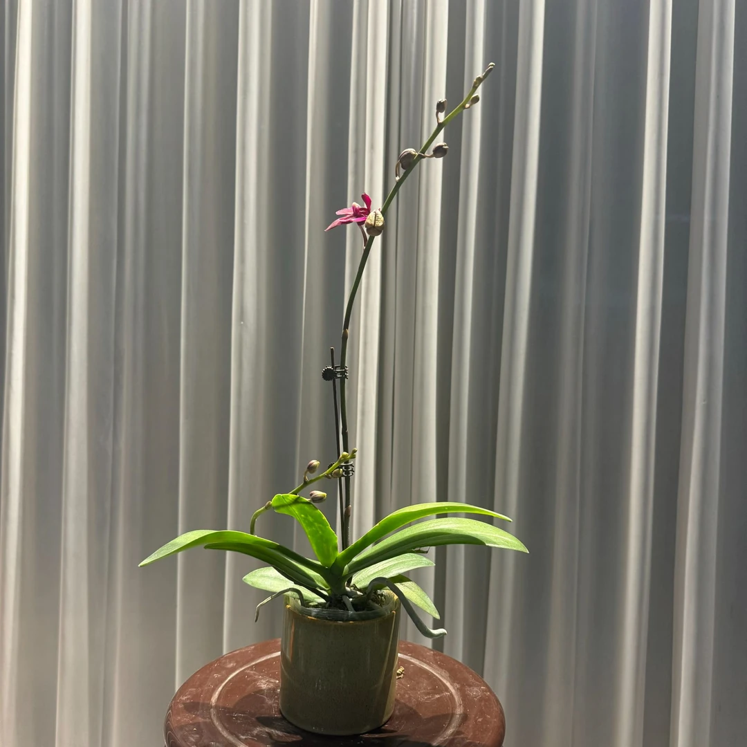 花大王【胭脂】2.8寸红色系蝴蝶兰 基地直发