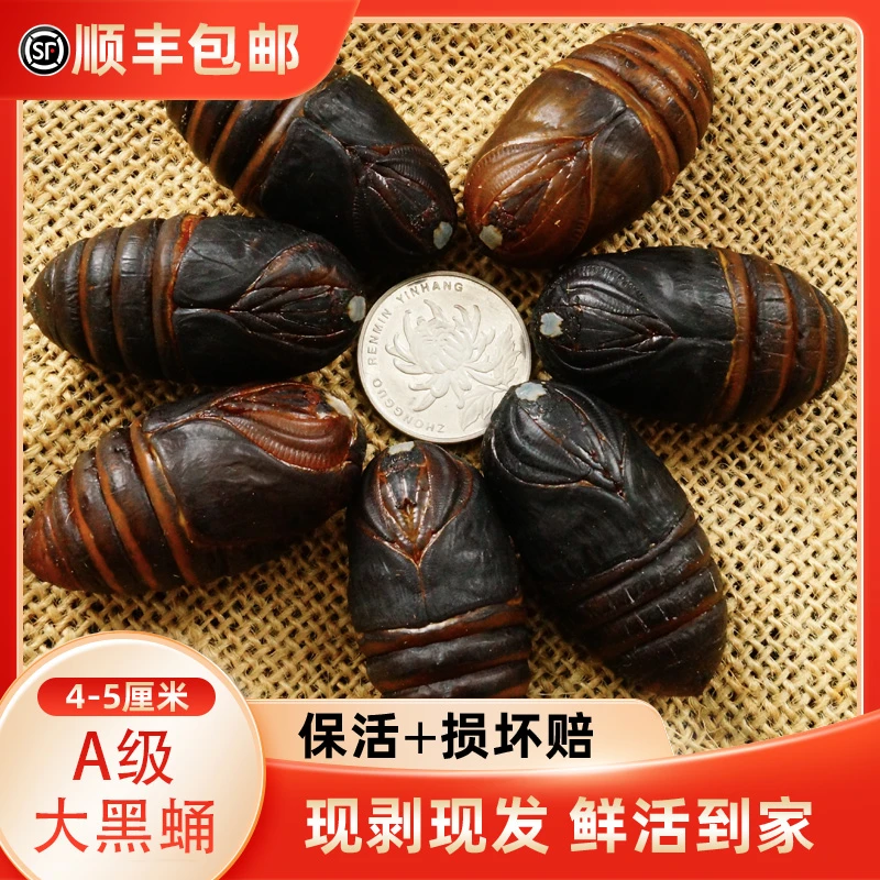 蚕蛹东北特产丹东小黑蚕蛹鲜活3-4厘米柞蛹顺丰包邮