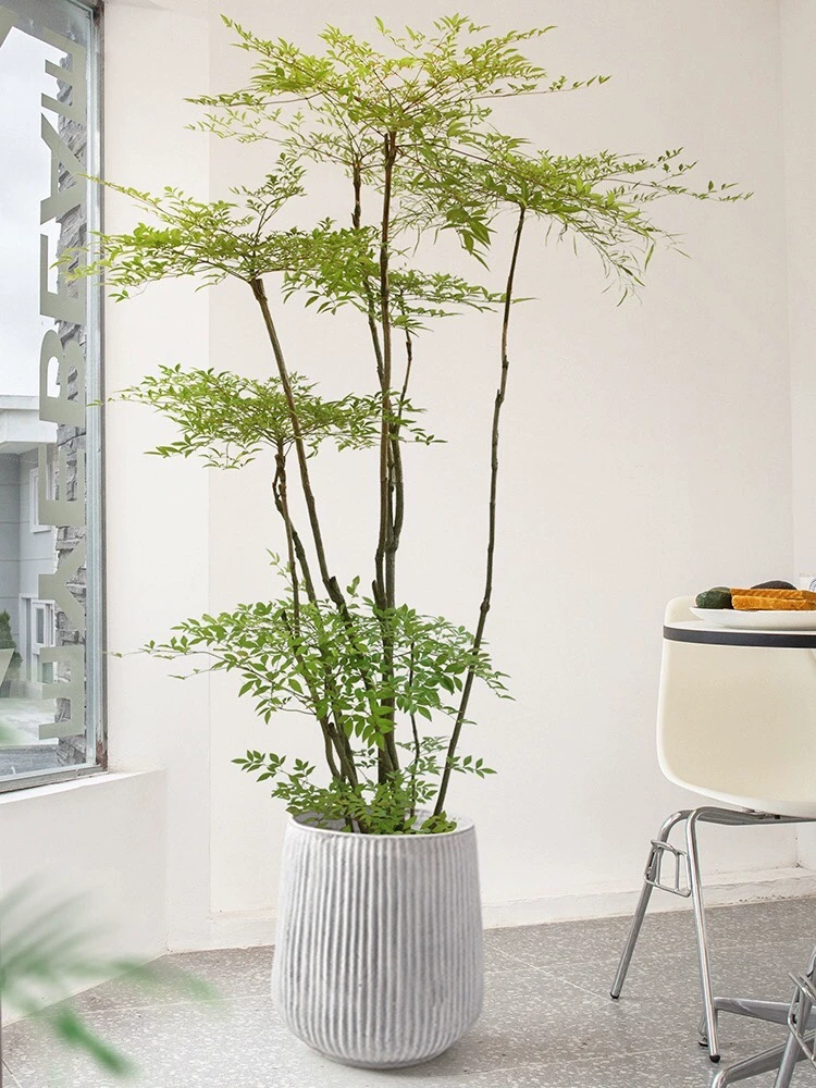 南天竹盆栽客厅观叶大型绿植室外庭院盆景花园造景植物好养植物