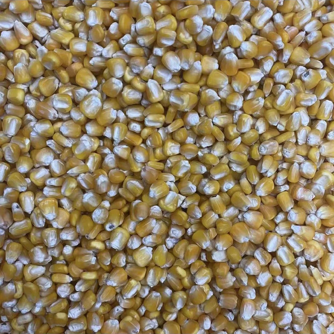 赛鸽专用玉米  鸽子粮食