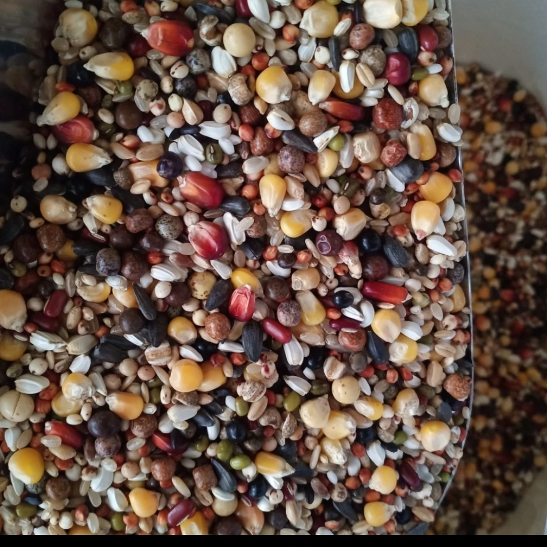 首佳上品超级赛飞鸽粮