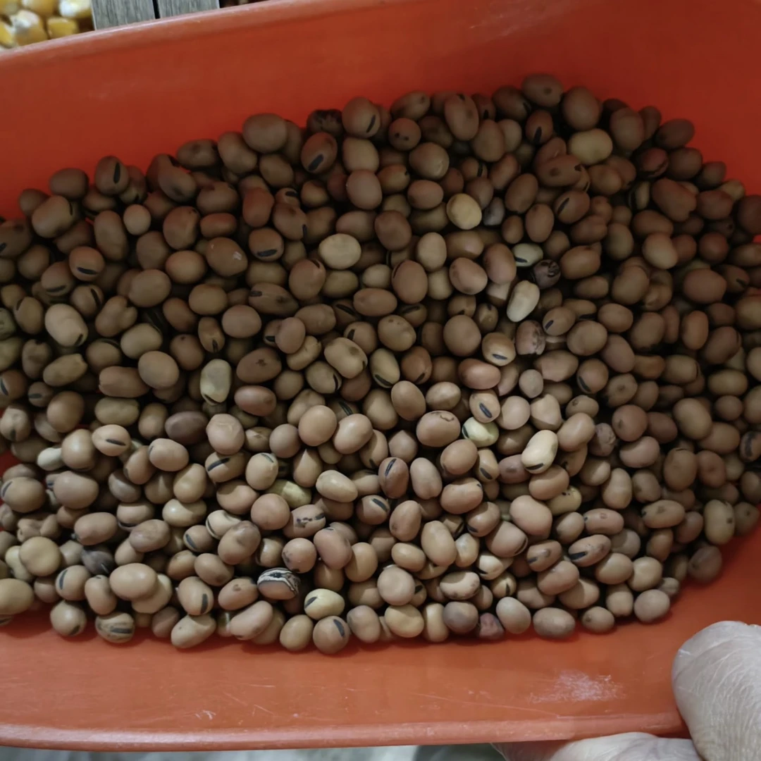 鸽用小蚕豆信鸽赛鸽鸽粮