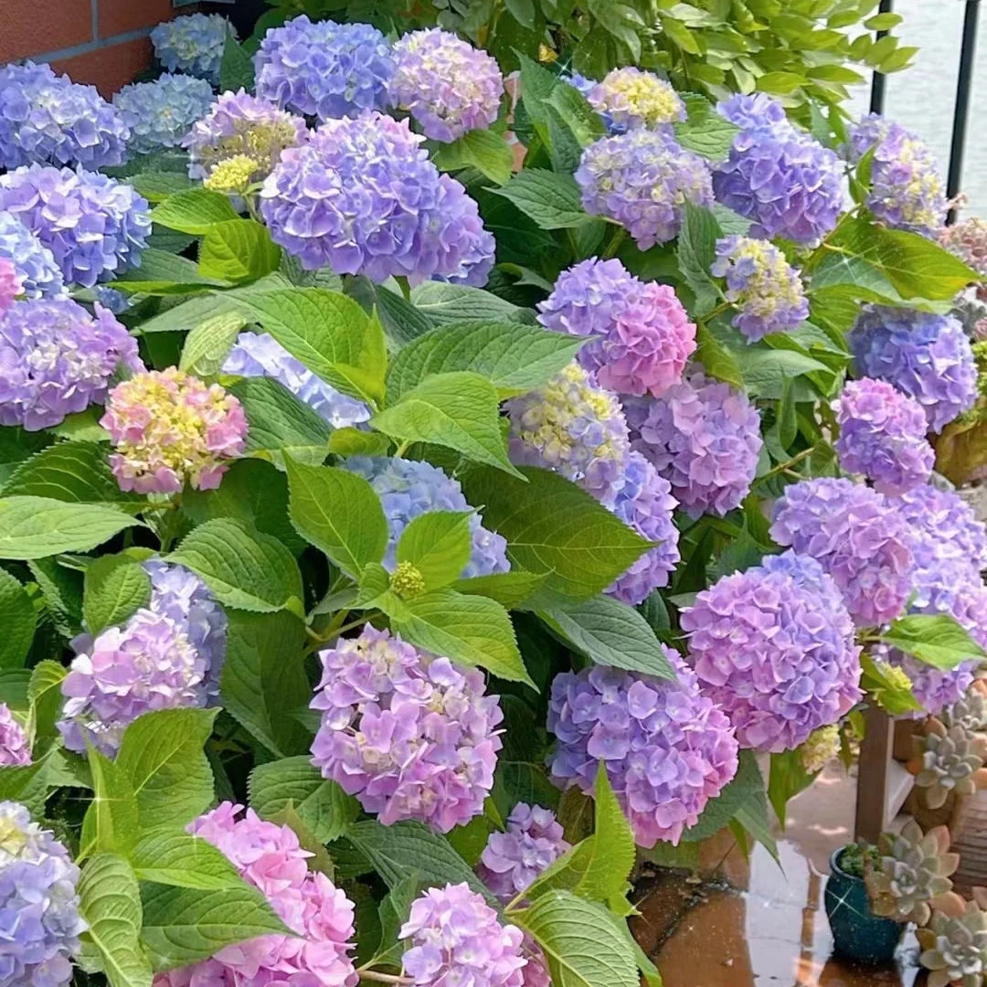 买3送1开花绣球老桩四季耐寒绣球花花卉庭院大花阳台盆栽室内植物