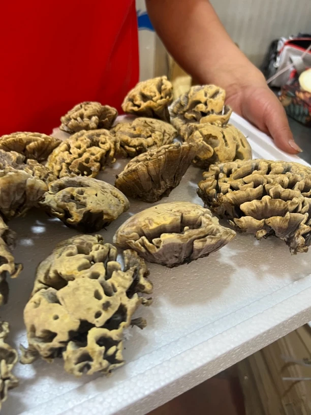 云南宜良小哨新鲜野生干巴菌