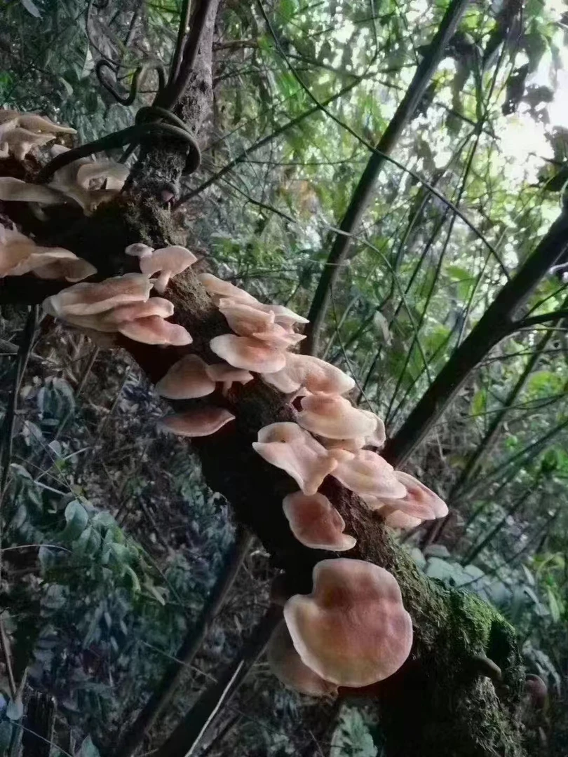 云南临沧新鲜野生香菇1000克顺丰包邮