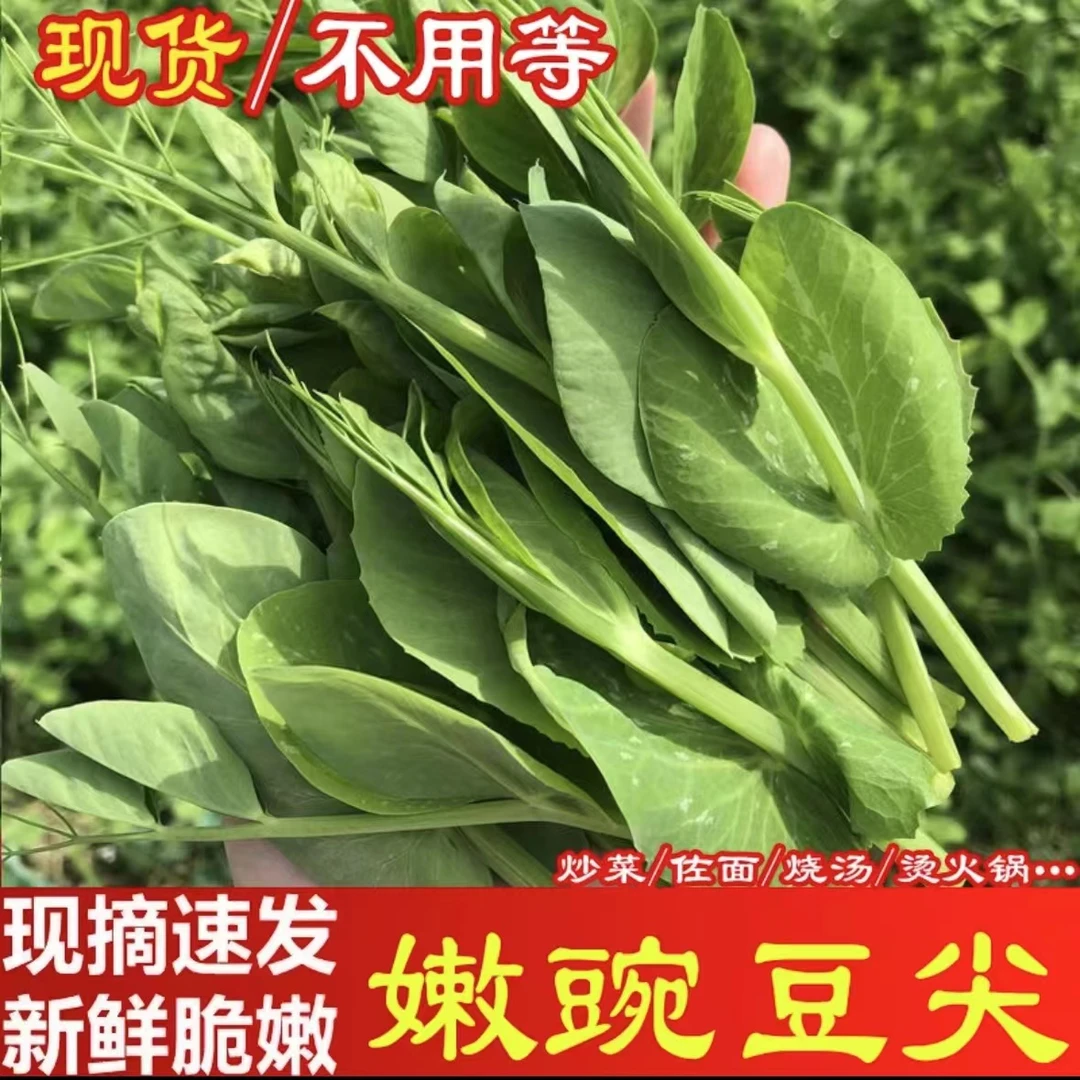 【次日达】农家豌豆尖！现摘现发！