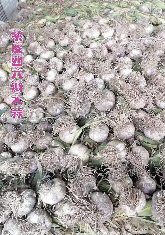 开原紫皮四六瓣大蒜(含辫整体重5斤左右)土特产