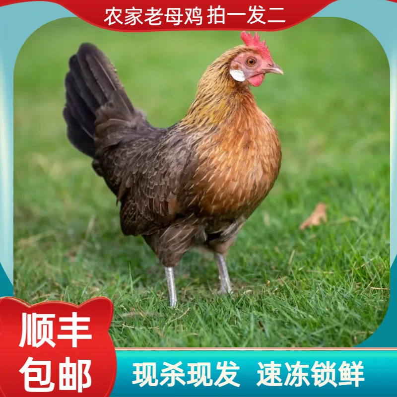 【顺丰】散养老母鸡土鸡2只毛重9斤净重5.5斤左右