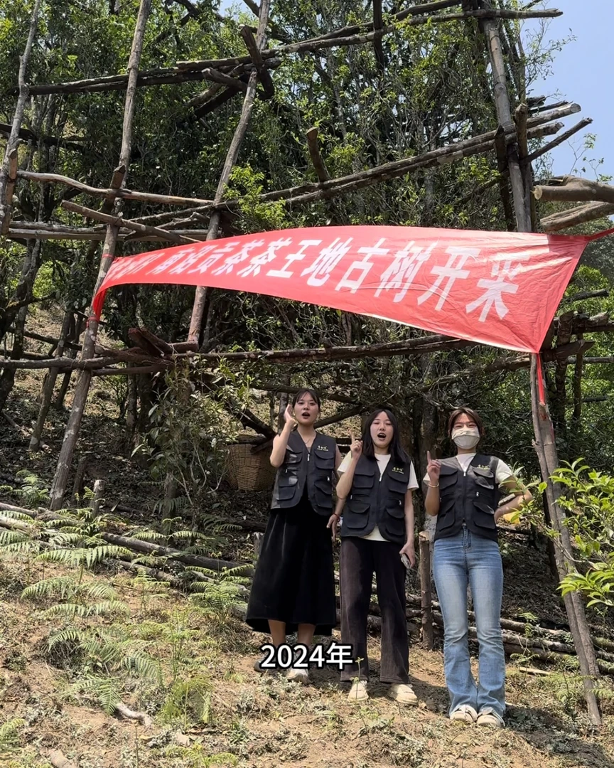 【南诏贡茶王地老树茶】（2024年新品）无量山春茶 生茶散茶 兰花香