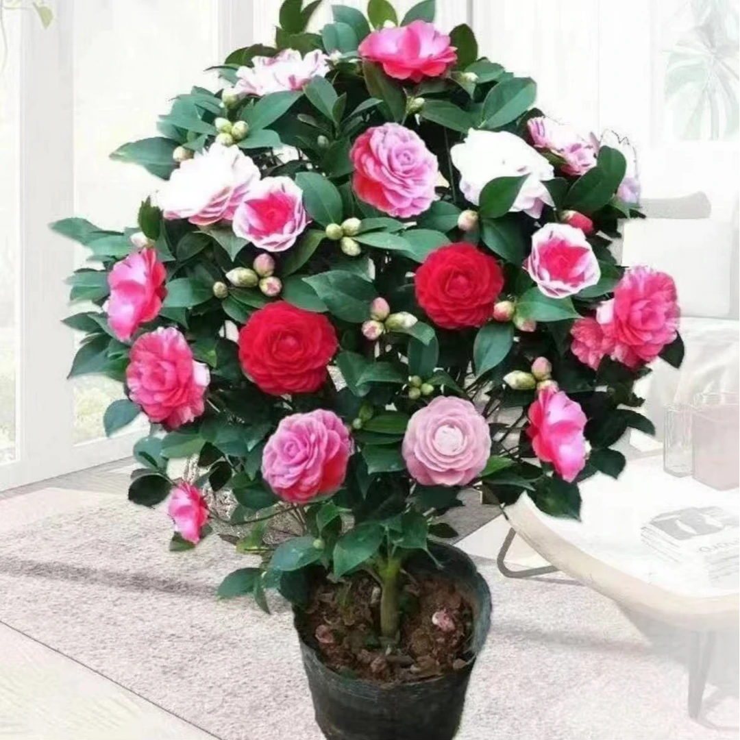 茶花(一物一拍)耐寒耐热养活花卉绿植花卉