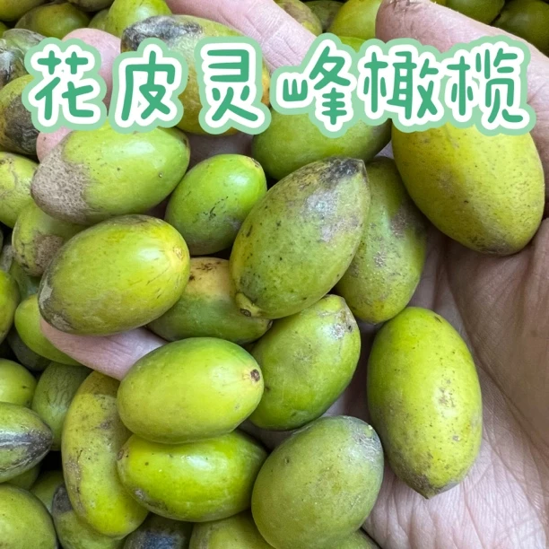 正宗本地黑皮灵峰橄榄 生吃口感回甘无渣 新鲜现摘 一斤装