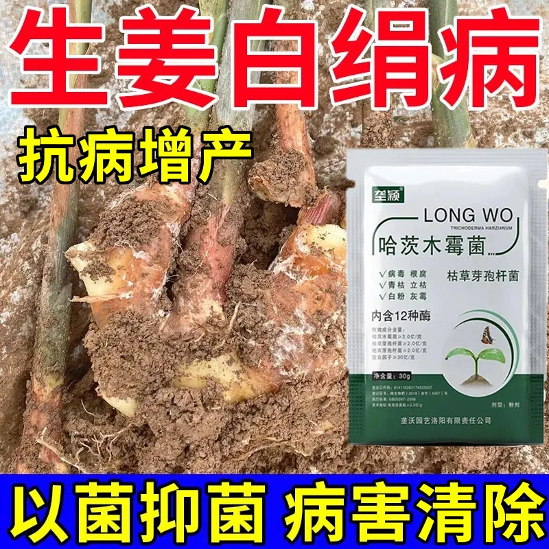 大姜病害白娟病专用肥哈茨木霉菌姜瘟炭疽病烂根腐根茎腐病害清楚