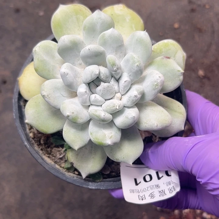 拇指杂～一物一拍0101