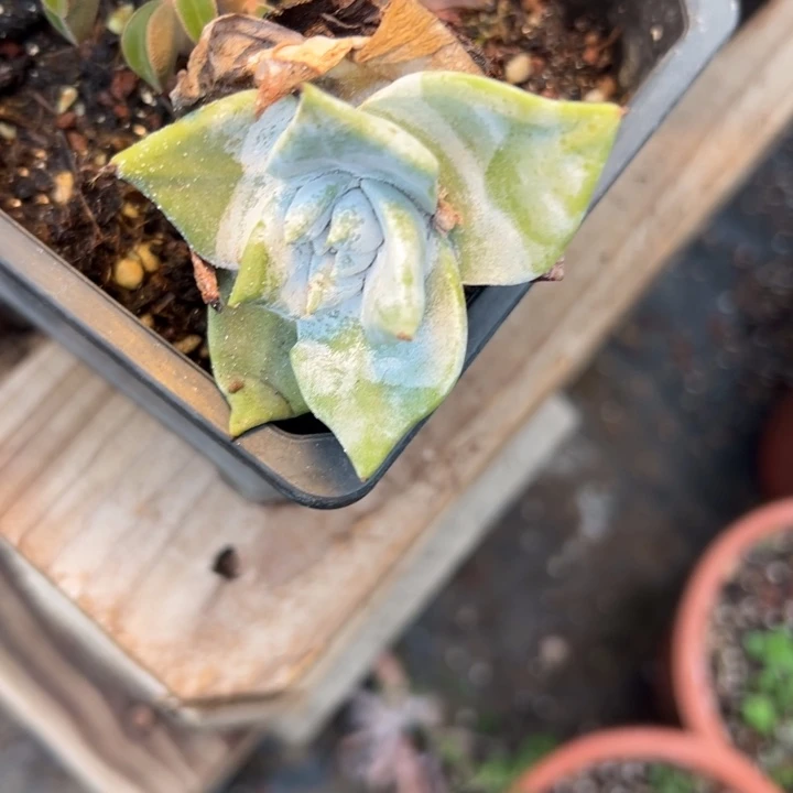 微*谢谢姐姐～一物一拍229