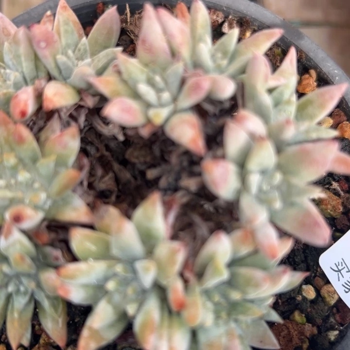 禹*谢谢姐姐～一物一拍4822