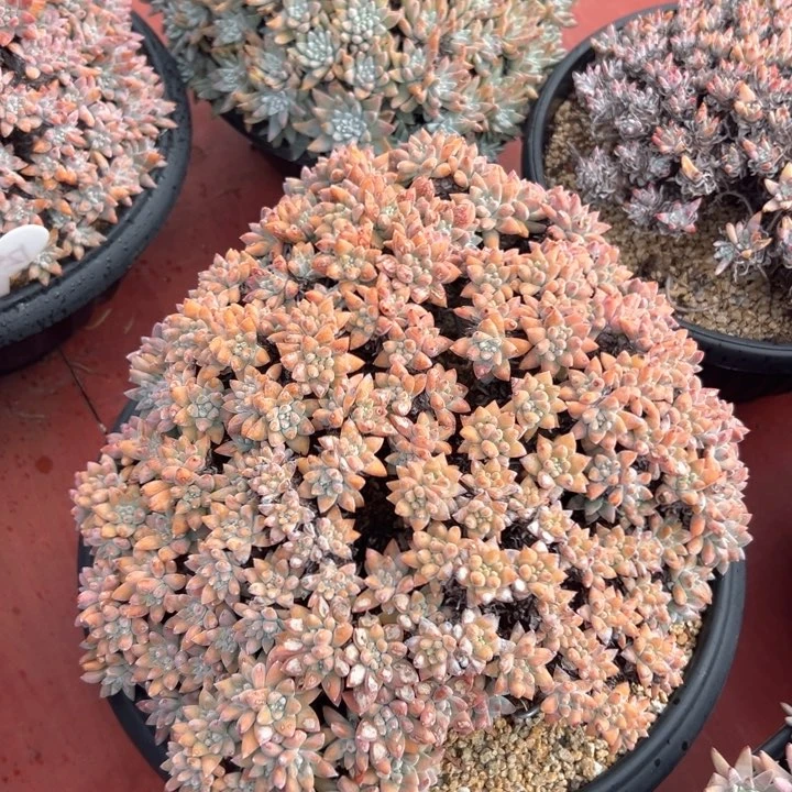白菊大大大～一物一拍