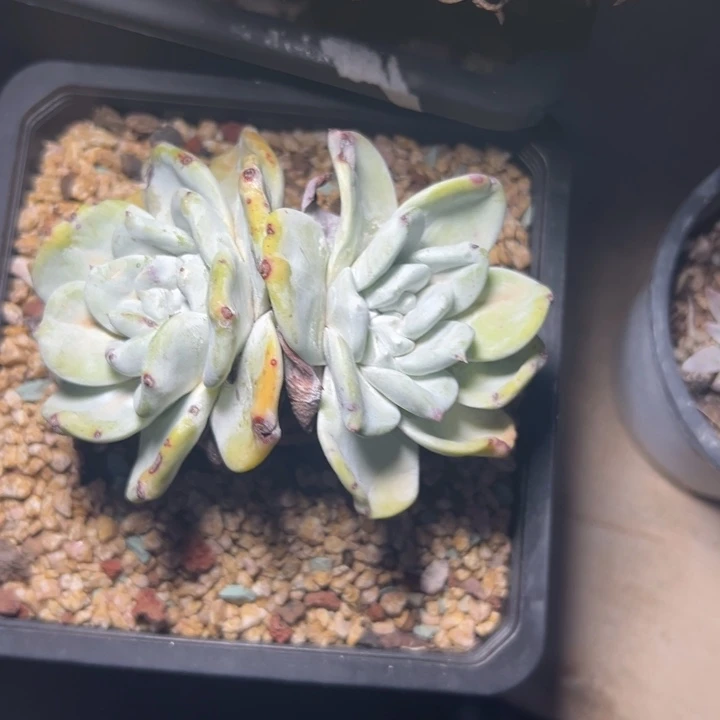牡丹苹果叶~一物一拍0235