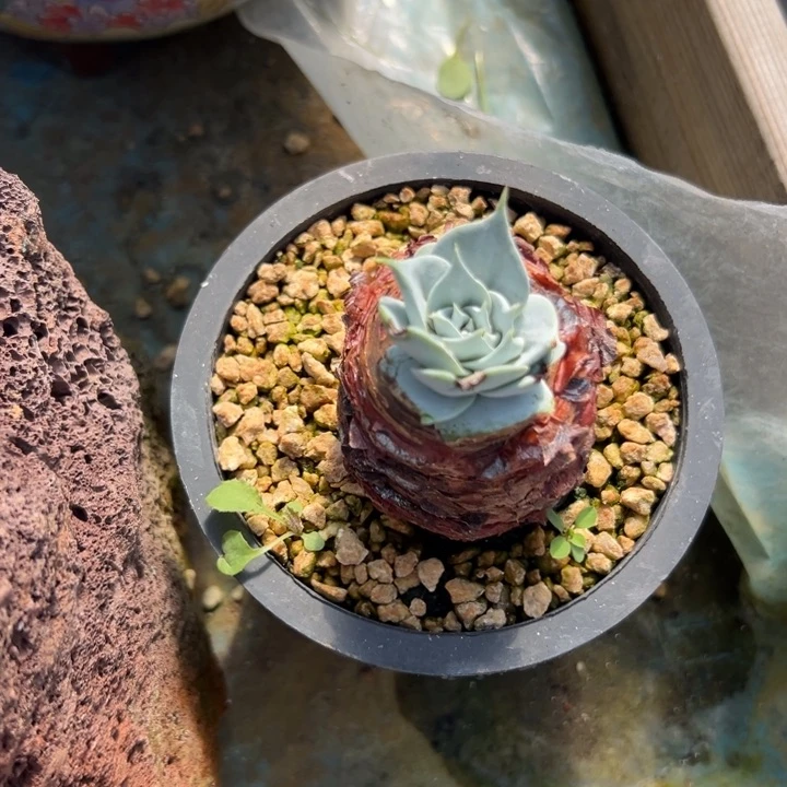 F*R谢谢宝～一物一拍3957