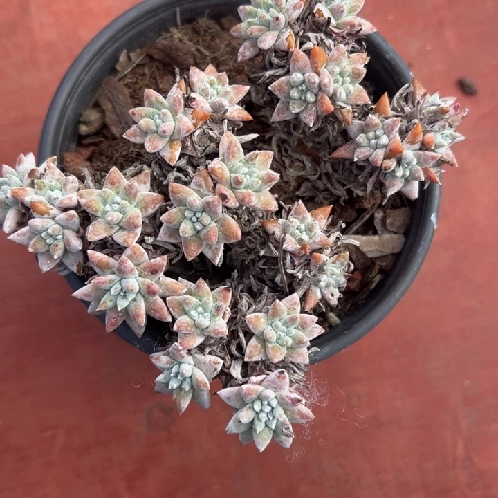 三*谢谢姐姐～一物一拍4810