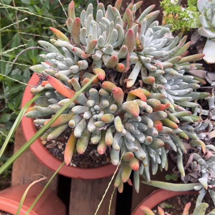 泡*?谢谢宝～一物一拍5005