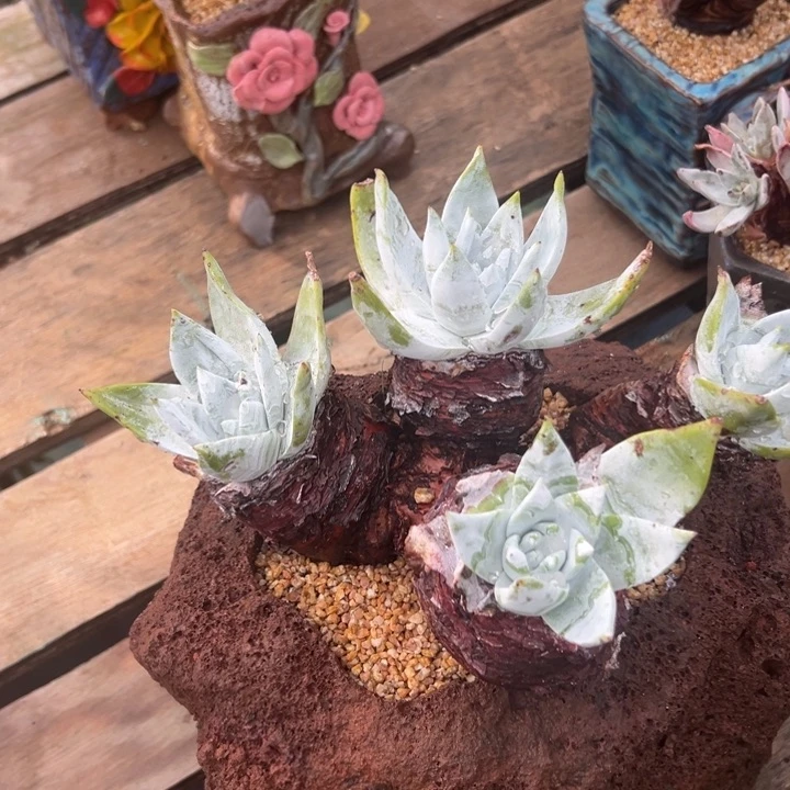 塘****机谢谢宝～一物一拍4924