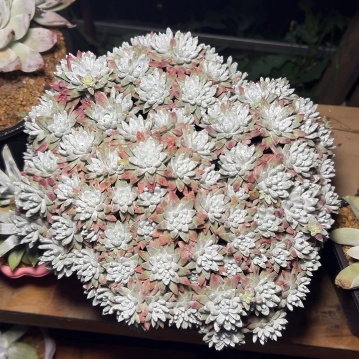 大韩菊~一物一拍3869