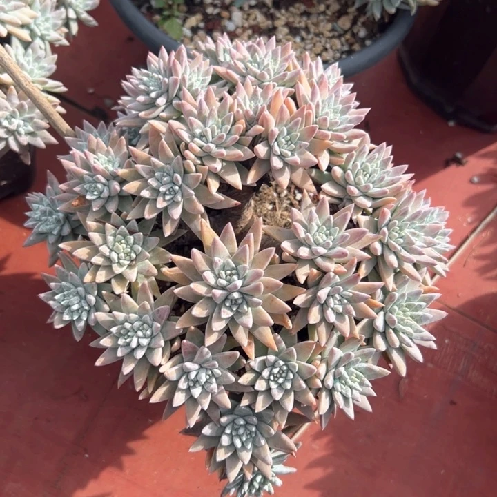 34头白菊～一物一拍0471
