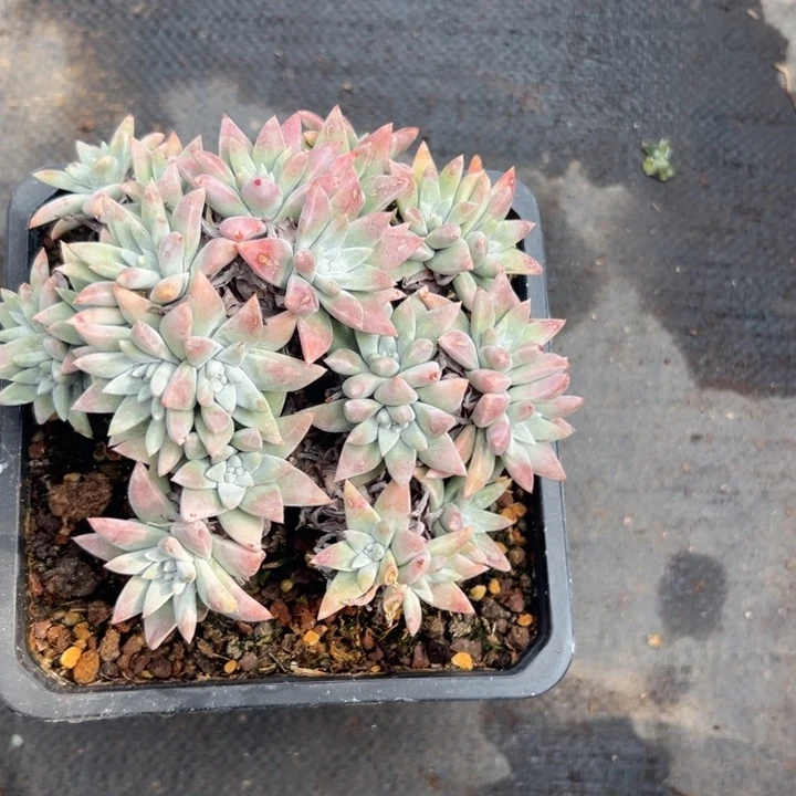 惜*谢谢宝～一物一拍5749