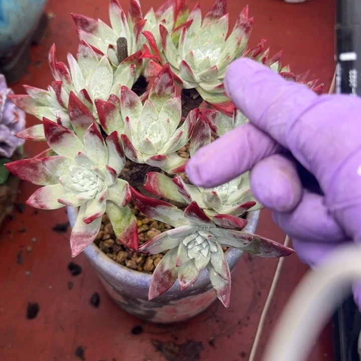 春*谢谢姐姐～一物一拍3767