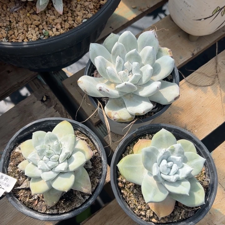 点赞福利，谢谢大家