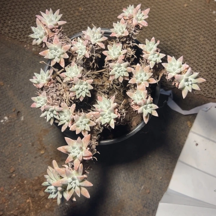 一***～谢谢宝～一物一拍4703