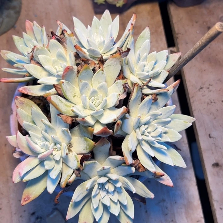 平*宝贝看看，香的～一物一拍