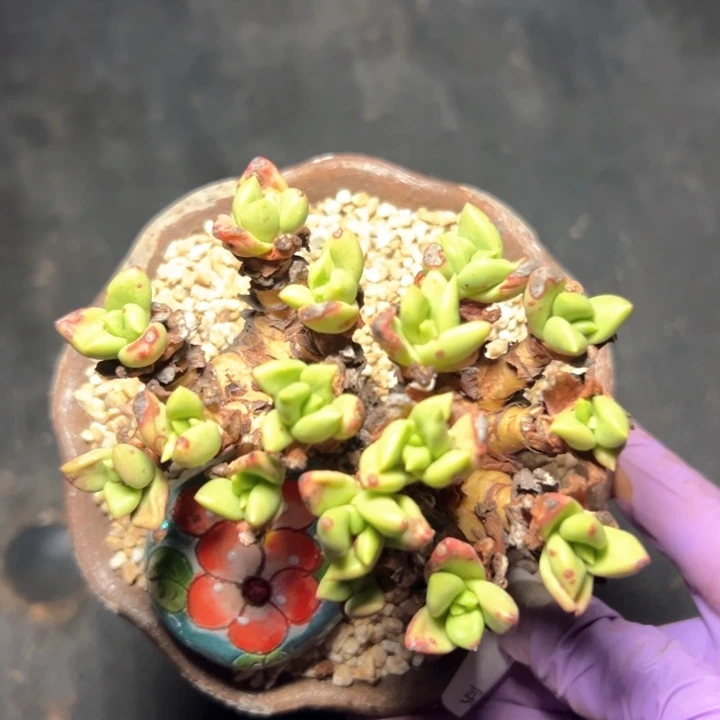 小诺玛苹果叶～一物一拍0434