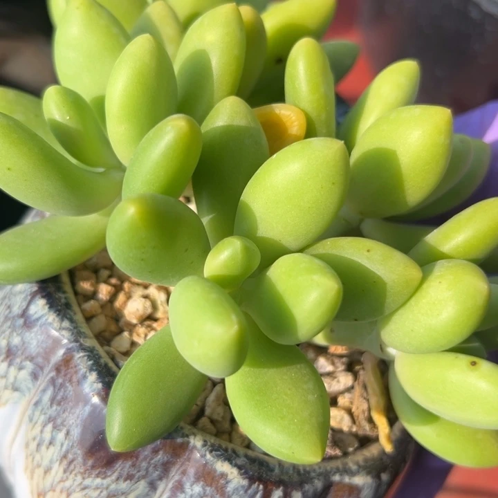 塘****机谢谢宝～一物一拍5075