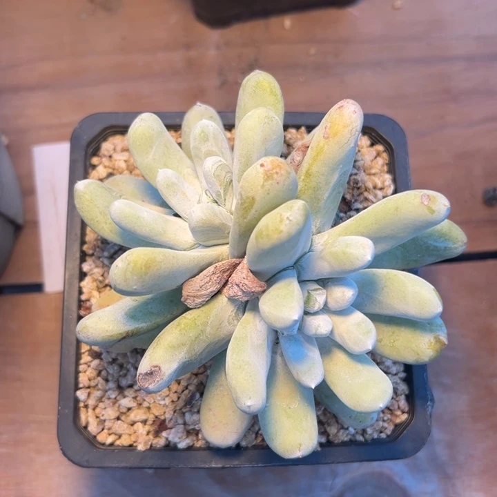 ꧁****꧂谢谢宝～一物一拍3520