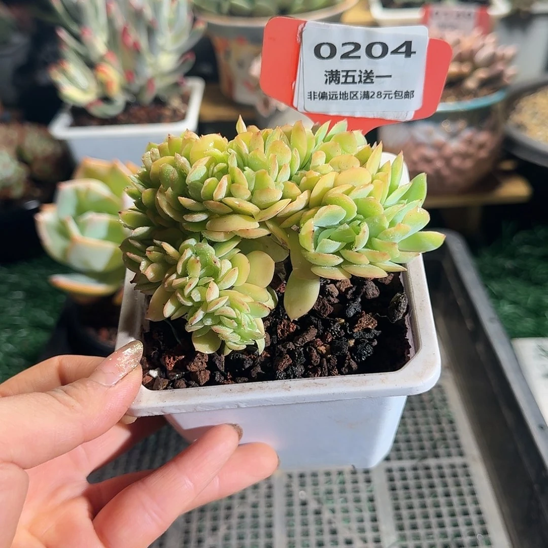 0204一物一拍（满28包邮）